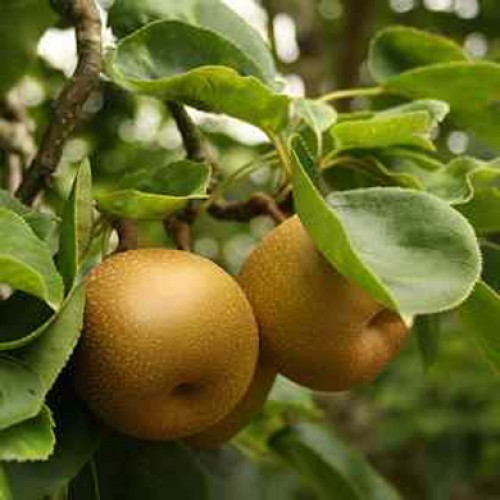 Apple Egremont Russet Tree Self Fertile Dessert Apples | ScotPlants Direct